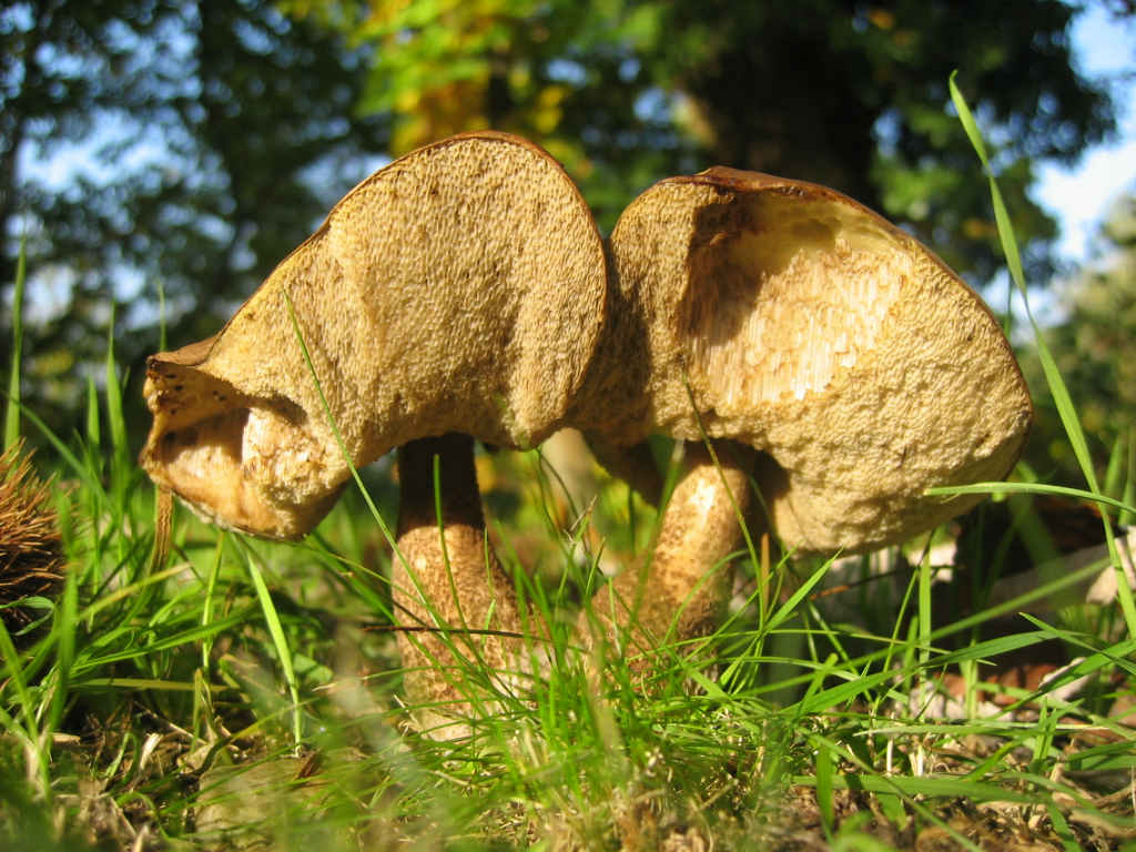 2005 :  Un anno di funghi